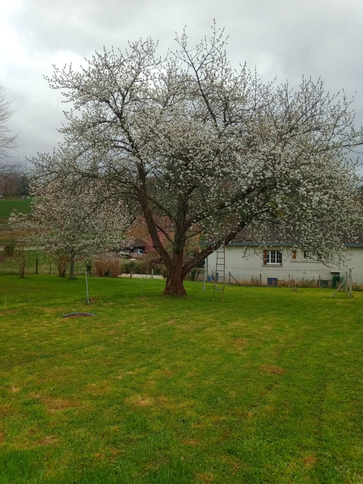 Bujaleuf Cherry Blossom House מראה חיצוני תמונה